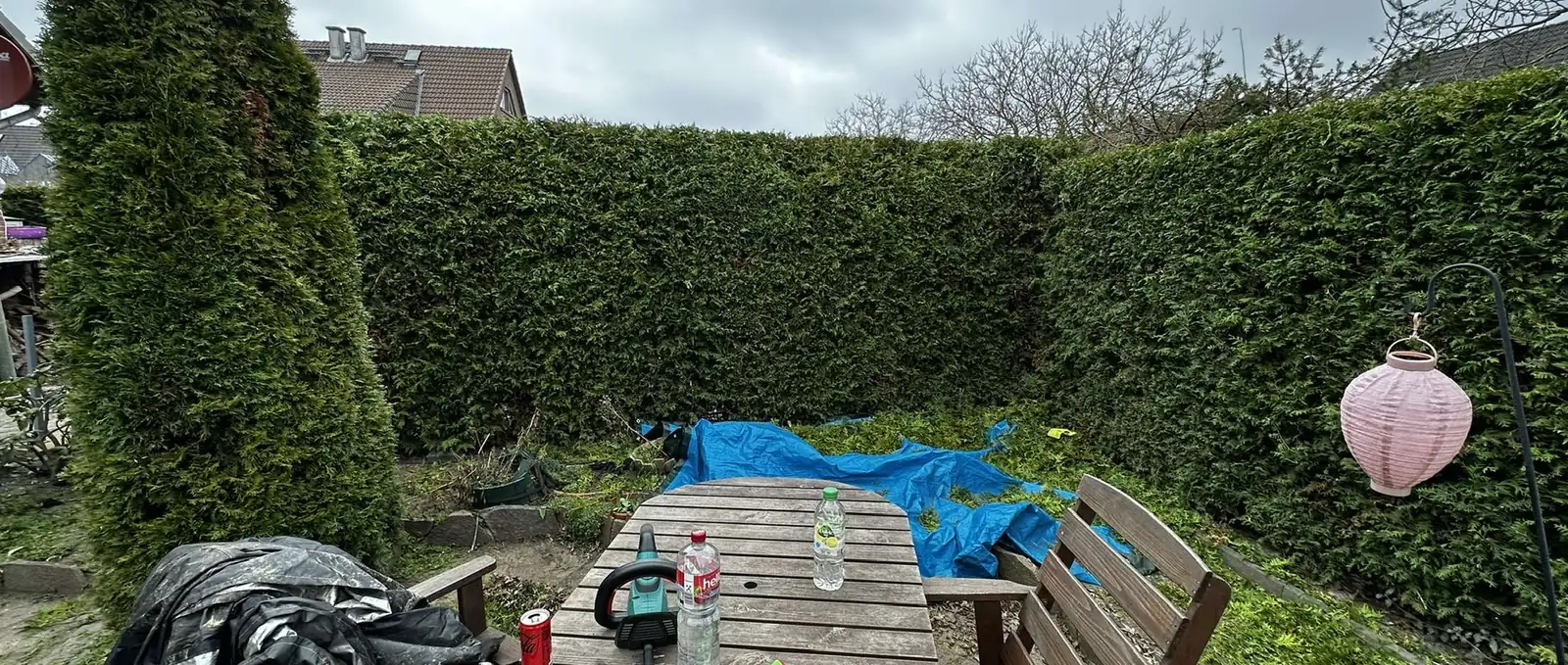 Thuja-Hecke nach dem Rückschnitt, eigener Einsatz im Havelland
